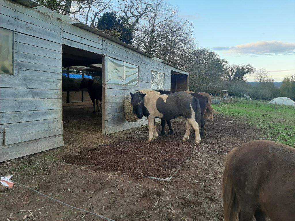 chevaux mangent dans la nouvelle bergerie