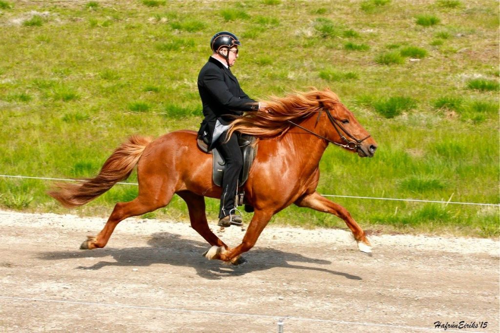 cheval islandais amble litli hestur