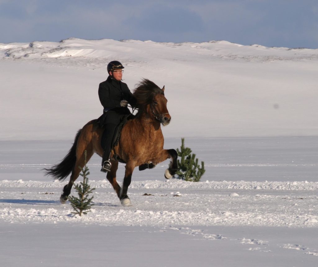 cheval islandais tölt litli hestur