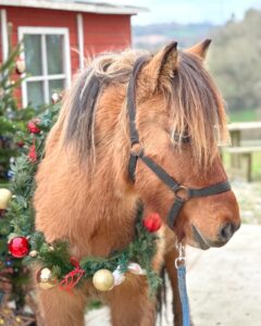 cheval noël ferme du litli hestur