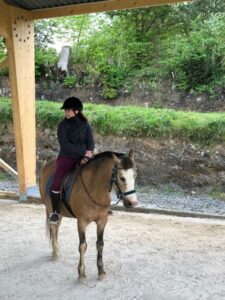 alaska welsh cob ferme chateaulin