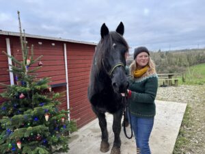 Vélésia cheval merens ferme équestre finistère