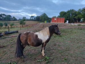 poney peter de la ferme du litli hestur